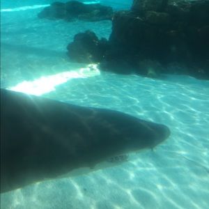 Meet your Posher, Breanna